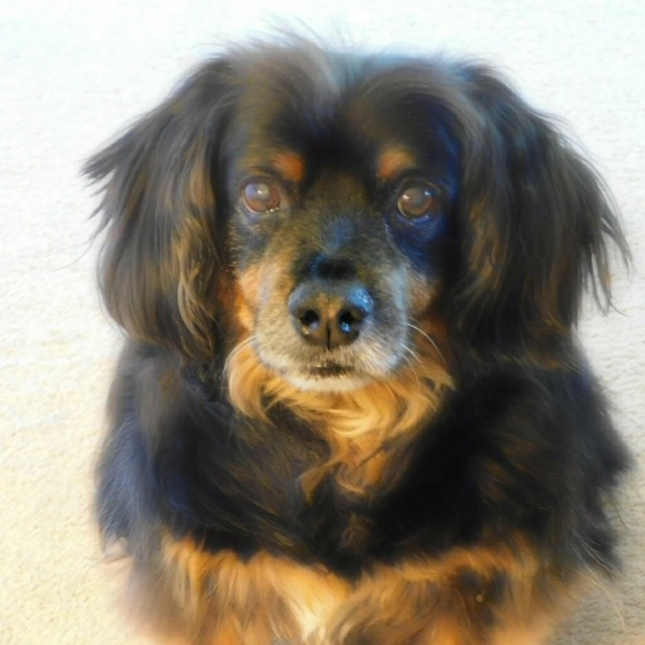 💖Meet Posh Ambassador Laurie💖 - Picture 3 of 10